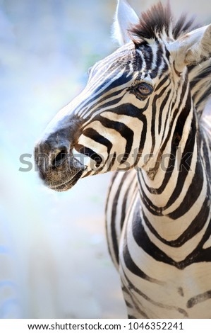 African wild animal, zebra.