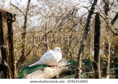 Beautiful picture of rare white pigeon 