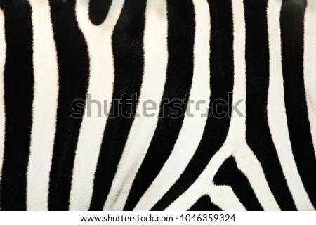 Zebra. Wild animals on the African grasslands, zebras.