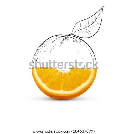 Fruit composition with fresh orange and cartoon cute doodle drawing half orange with leaf on white background. Creative minimalistic food concept. Royalty-Free Stock Photo #1046370997