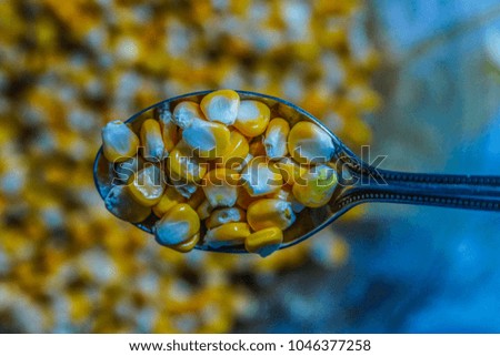           Corn      Great millet               