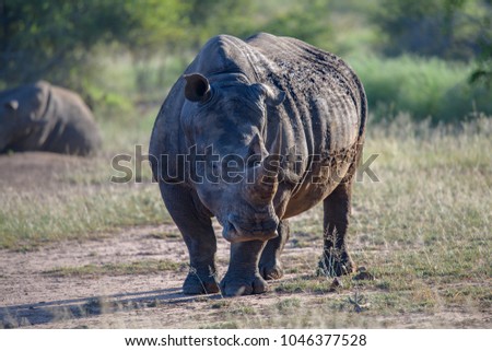  Rhino walking towards the camera in the Kruger National Park, South Africa.Diceros bicornis,  black rhinoceros,