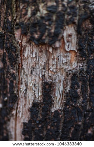 Wood bark texture on the tree in the forest