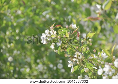 Beautiful white blossom tree over green nature background in spring garden