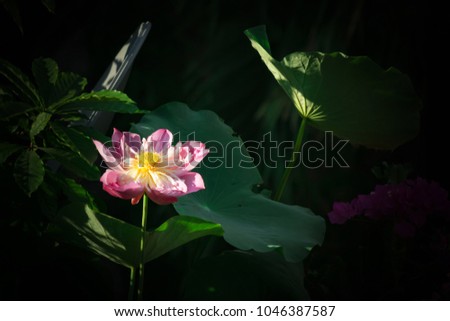 Large Lotus in garden