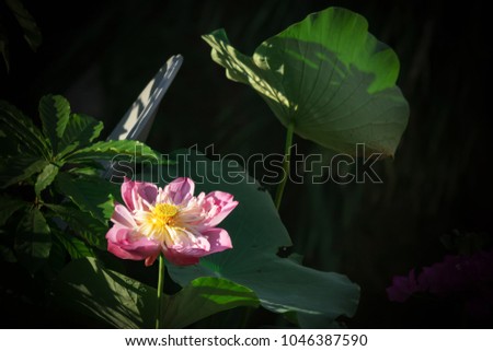 Large Lotus in garden