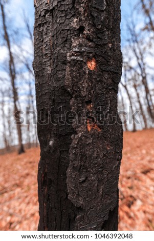 Bark tree texture