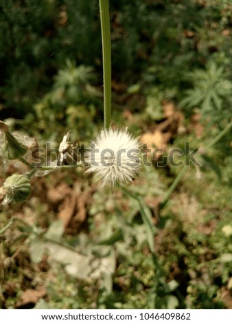 Dandelion enhancing the beauty of nature