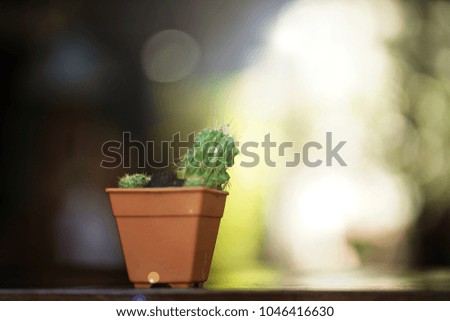 Cactus in plastic brown vase with blur background.