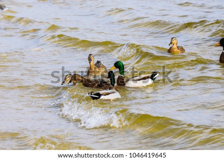 image of a wild drake and ducks sailing along the river
