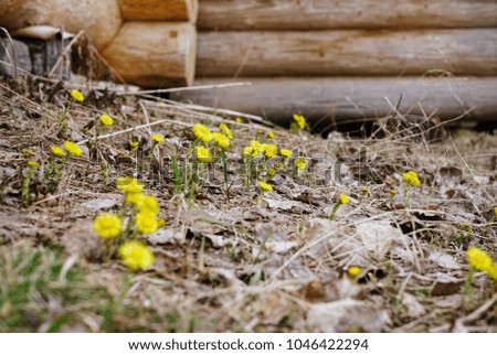 Bright flowers dandelions on background of land