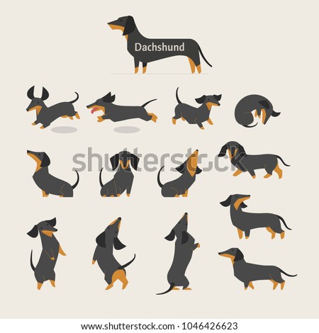 cute Dachshund various variations poses character vector illustration flat design