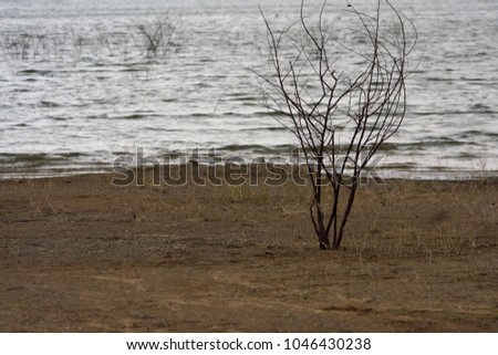 A tree in drought, global warming concept