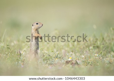 Cute European ground squirrel standing and watching on a field of green grass, Spermophilus citellus, Dobrogea, Romania