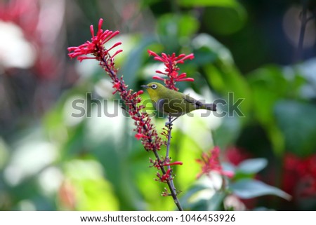 Red tube flower nectar bird