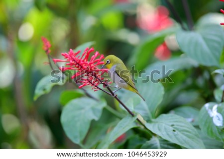 Red tube flower nectar bird