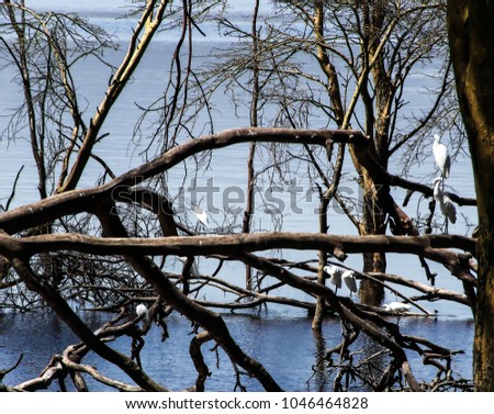 Group of white herons sitting on a fallen trees near the water. Kenya, Africa