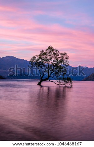 Alone tree in water, Wanaka lake, SOuth Island, New Zealand