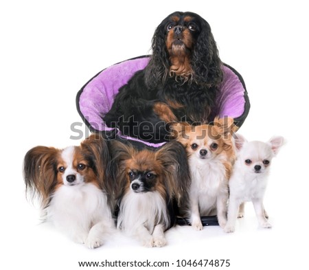 cavalier king charles, papillon and chihuahua in front of white background