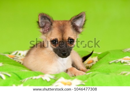 Chihuahua dog on green backgroud
