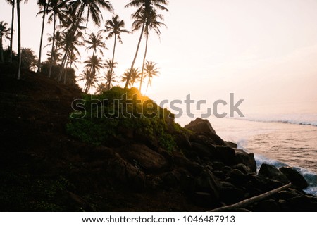 Palm trees near the ocean 