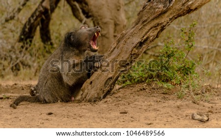 baboons going about their daily business in the park