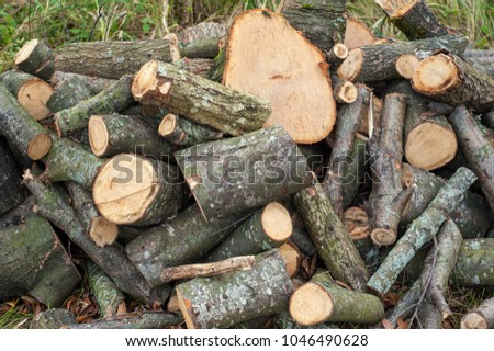 Freshly cut tree logs piled up on the green grass. Logs felled into one pile.
