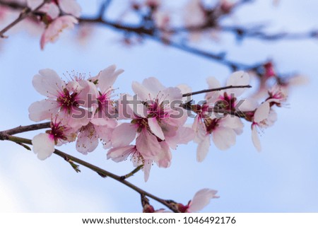 almonds flowers branch sky branches clouds background