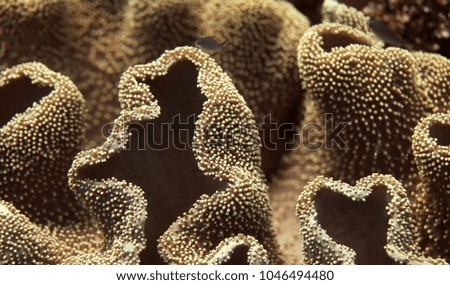 underwater world detail - macro shot of brown coral reef detail with visible texture - underwater Asia with natural sunlight