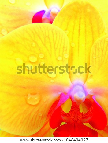 close up orchid