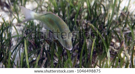 underwater world detail - macro shot of a fish swimming over bright green sea grass  - underwater Asia, Indonesia, Kadidiri island,  with natural sunlight