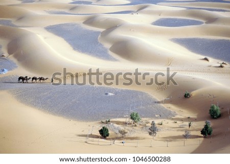 Caravan in Sahara desert