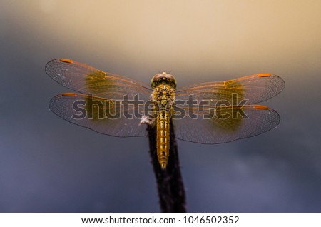 Dragonfly in the nature. Dragonfly in the nature habitat. Beautiful vintage nature scene with dragonfly outdoor