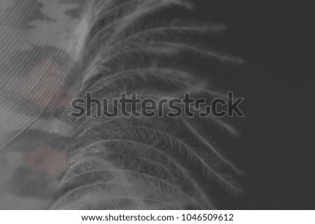 Feather on a dark background