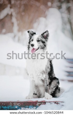 Border Collie Dog in winter. Dog in the snow. Cold weather