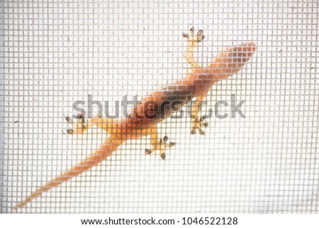 Lizard climbing grilles