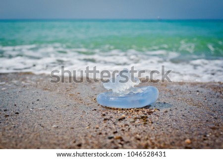 jellyfish by the sea