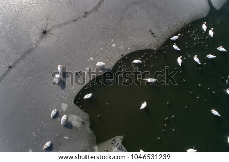 Aerial image of swans and ducks on melting ice and in cold water shoot from drone