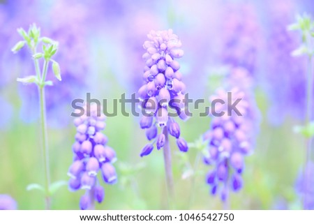Close up horizontal image of lots of full bloom Grape Hyacinth purple flowers with bright water drops, with a defocused green field background 