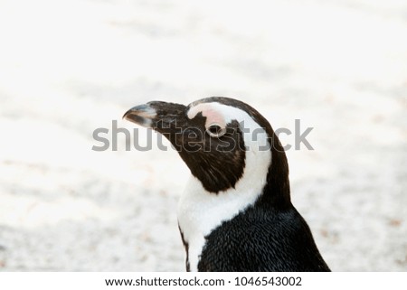 Penguin portrait on the left side, horizontal image