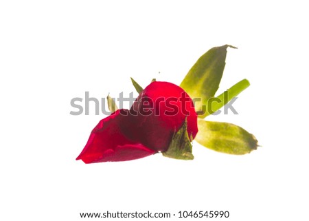 Rose Bud isolated on white background