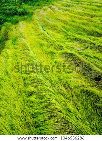 Rice fields on the island of Bali. Unusual forms of rice terraces. The rice is fully ripened and thrummed. pre-production hour. Aerial view with copy space