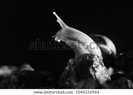Snail Achatina on a dark background. Big snail closeup. Animal world. Achatina snail on a background of black stones. Snail on a dark Studio background