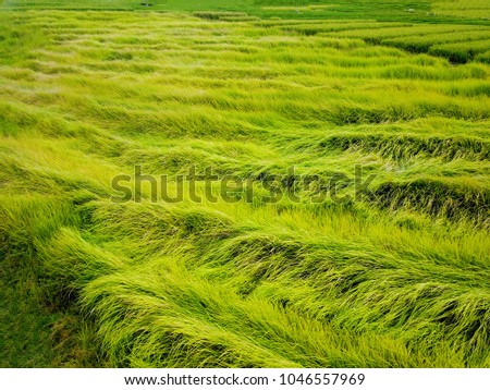 Rice fields on the island of Bali. Unusual forms of rice terraces. The rice is fully ripened and thrummed. pre-production hour. Aerial view with copy space