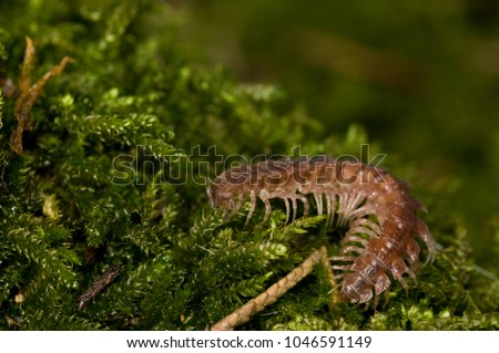 Polydesmus sp. (Polydesmidae) Royalty-Free Stock Photo #1046591149