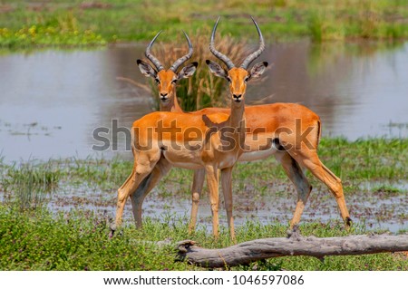 Close view of a two male impalas (Aepyceros melampus) with characteristic lyre-shaped horns, Moremi National Reserve, Okavango Delta, Botswana, Africa.