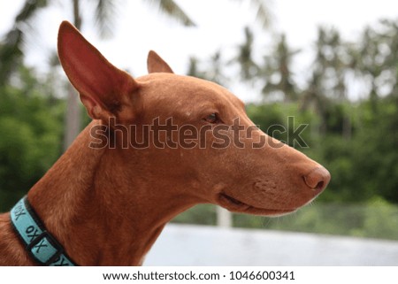 The Pharaoh dog of red color, close up portrait