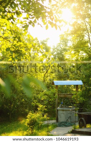 Sun shining through trees in a forest lighting up the trunks and forest floor with a warm glow in a nature and environmental background.