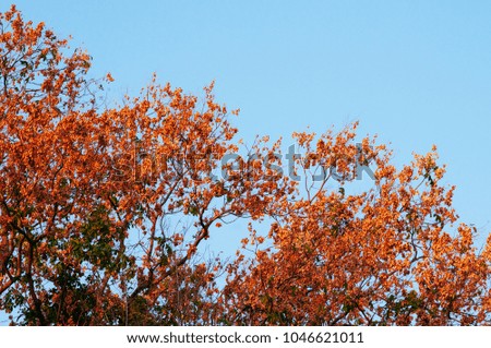 Orange autumn leaves in natural forest against the blue sky.