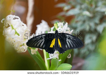 Troides plato black butterfly with yellow wings